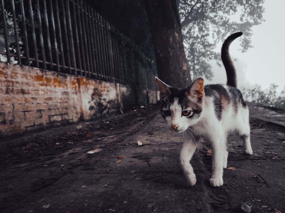 Photograph by Sanjay Been