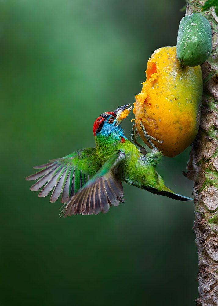 Hanging bird