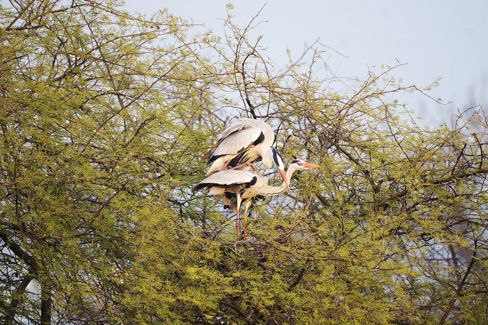Couples enjoying the sweet moments.