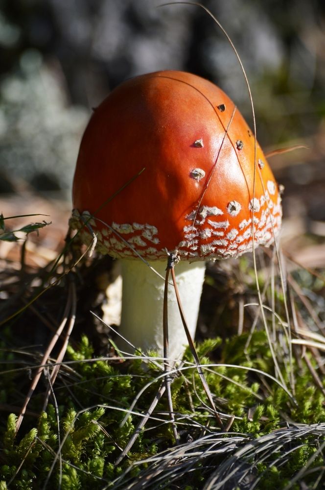 Photograph by Nadezhda