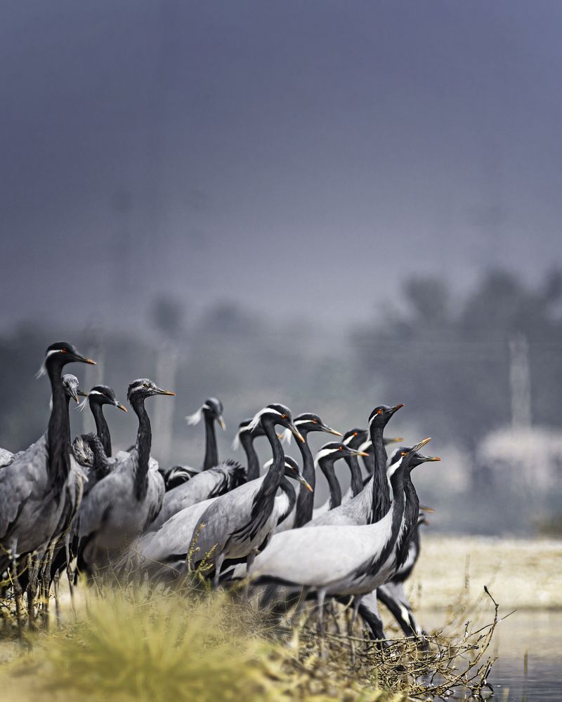 Photograph by Subhash Saraff