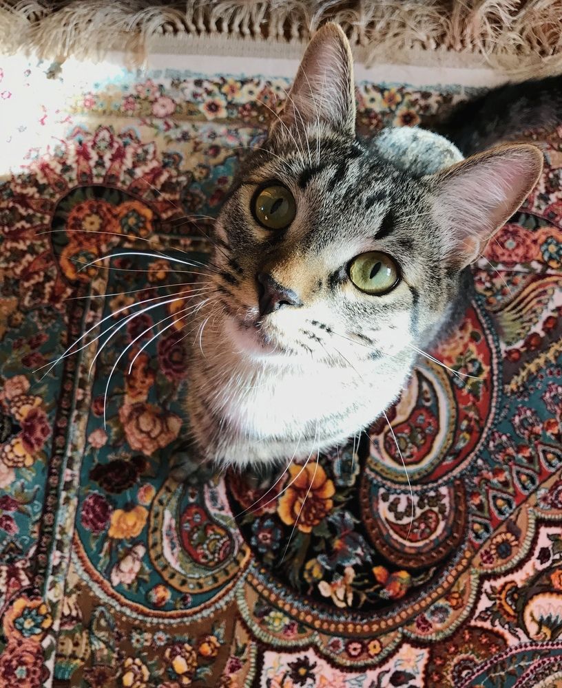 Неотразимый