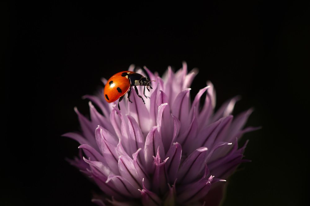 Photograph by Екатерина Топорова