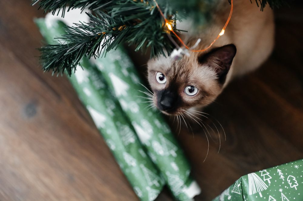 Photograph by Инна Смолякова