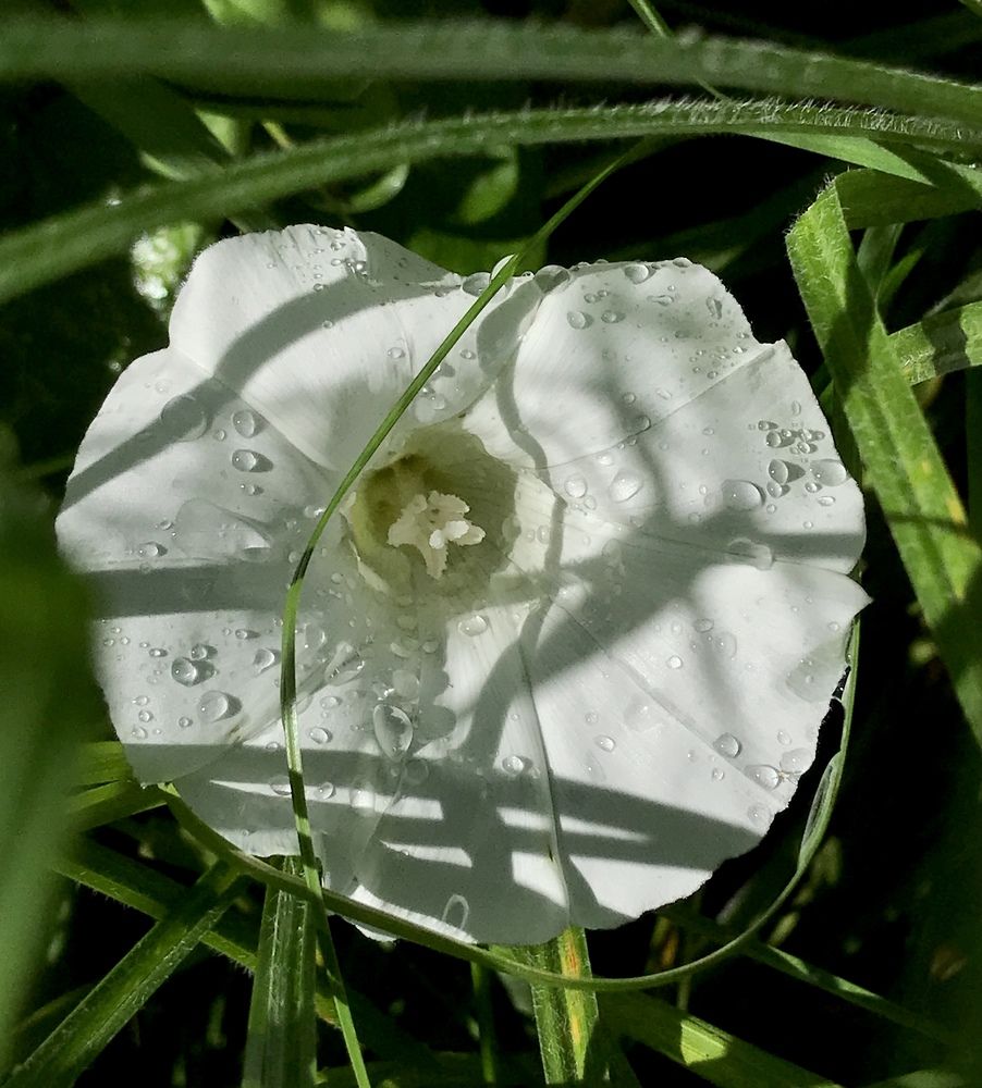 Встреча утра