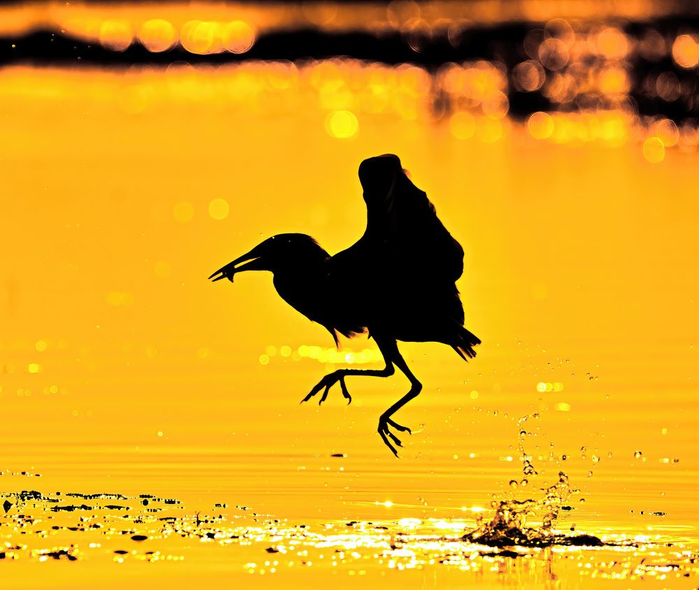 Photograph by Abhishek Manna