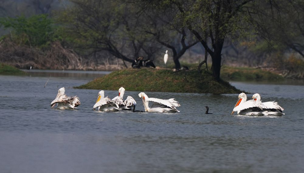 Photograph by ANEESH BHASKARAN