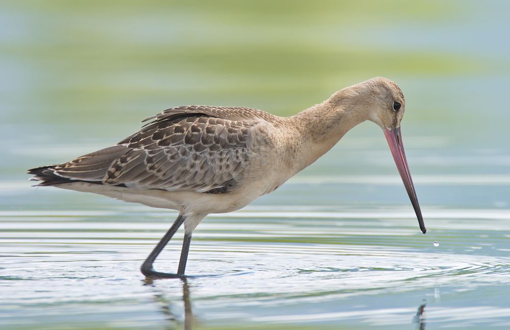 Большой веретенник