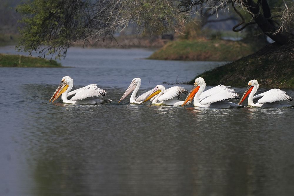 Photograph by ANEESH BHASKARAN