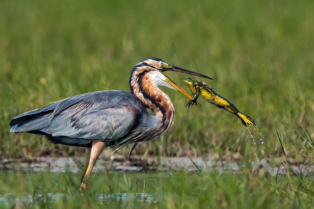 Photograph by Mrinal Sen