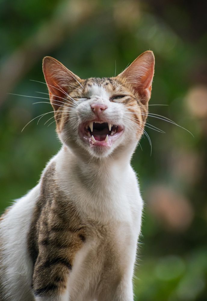 Photograph by Rehana Alpha