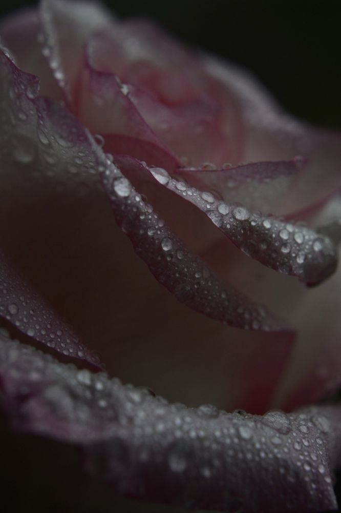 Photograph by Александра