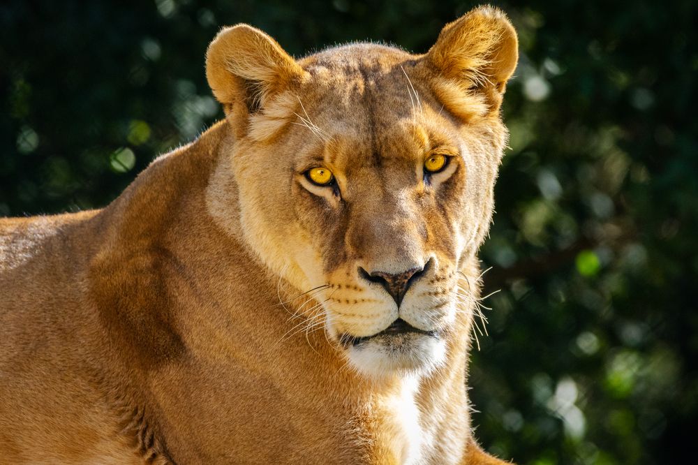 Photograph by Abed Abedaljalil