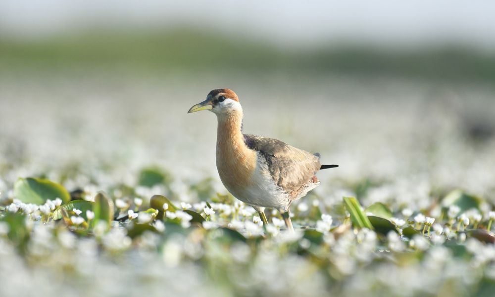 Photograph by Taiteep