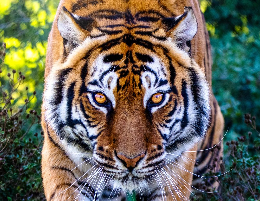 Killer tiger eyes