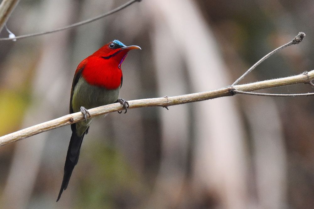 Photograph by Shankha Debnath