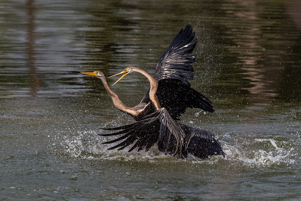 Photograph by Basabjit Ghosh