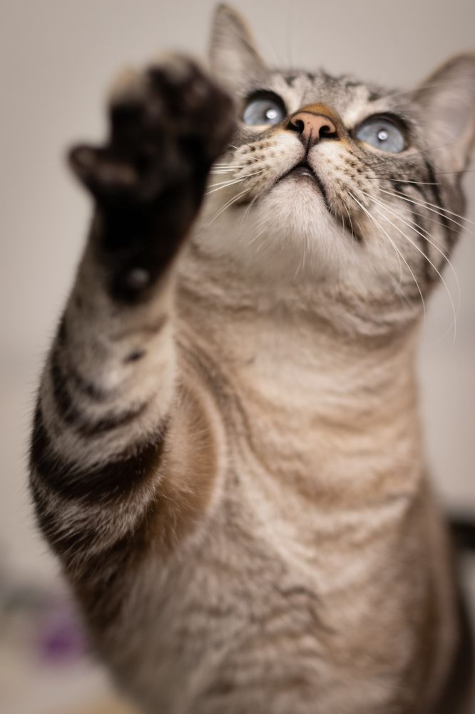 Фотография автора Laura Baratas