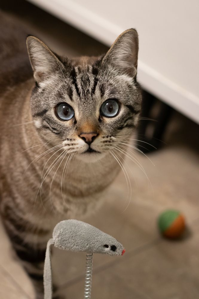 Фотография автора Laura Baratas