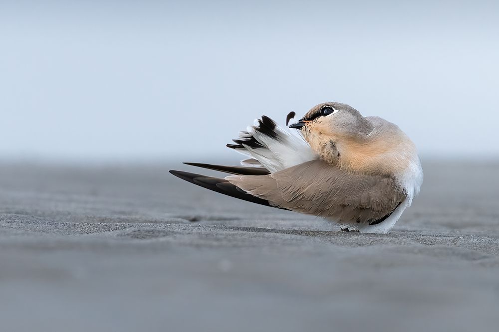 Photograph by Mohidul Islam