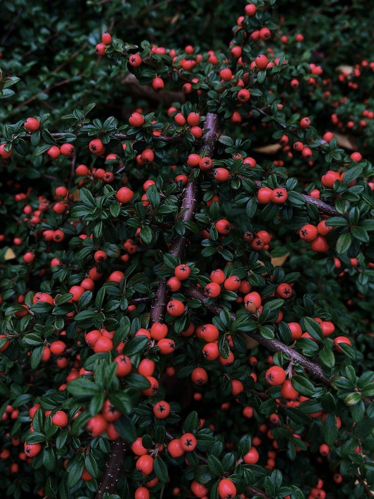 Photograph by Мария Боевая