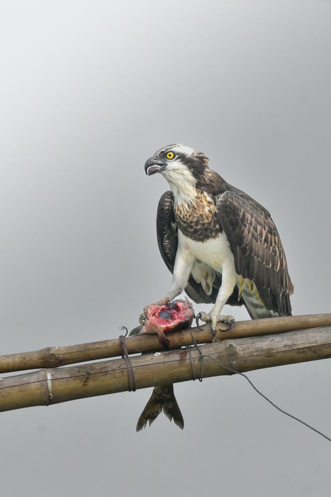 Osprey with a big catch !