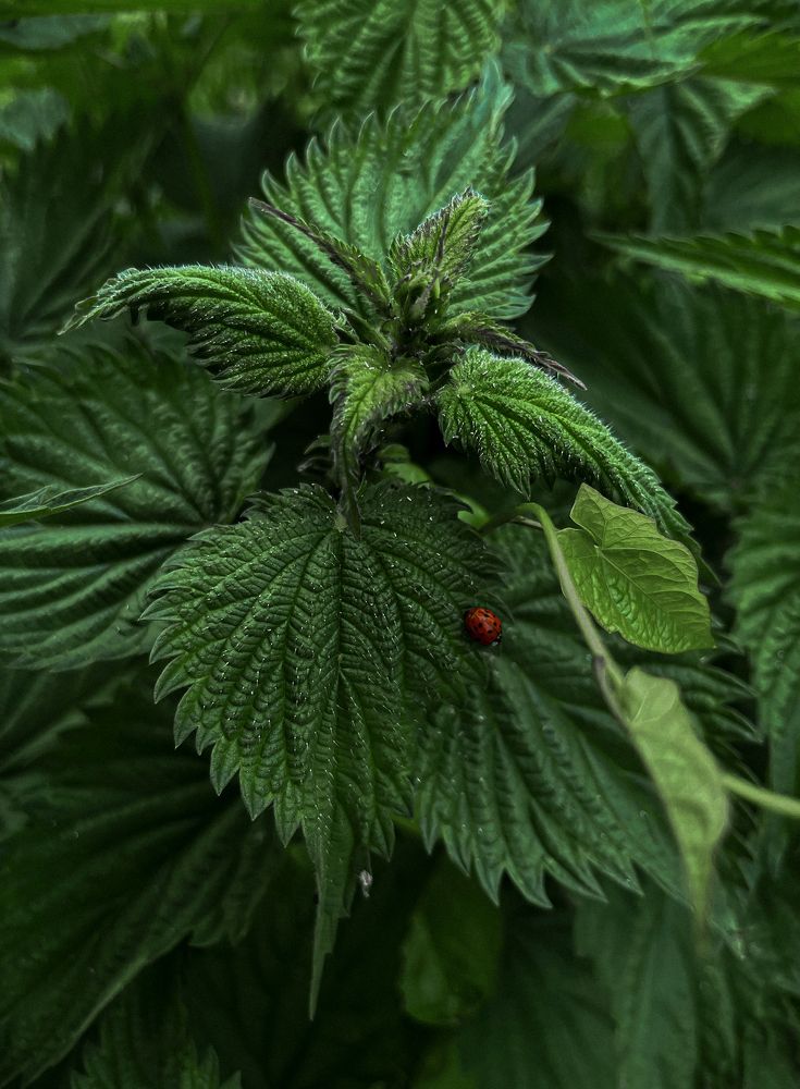 Photograph by Александра