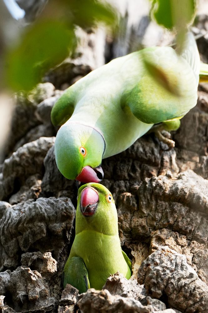 Photograph by ANEESH BHASKARAN