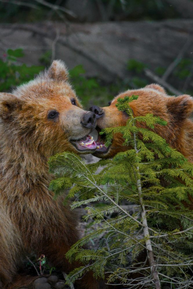Камчатские медвежата