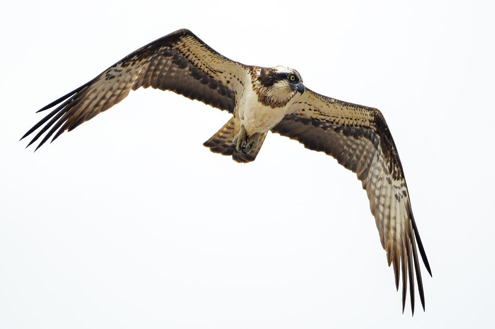 Скопа на охоте