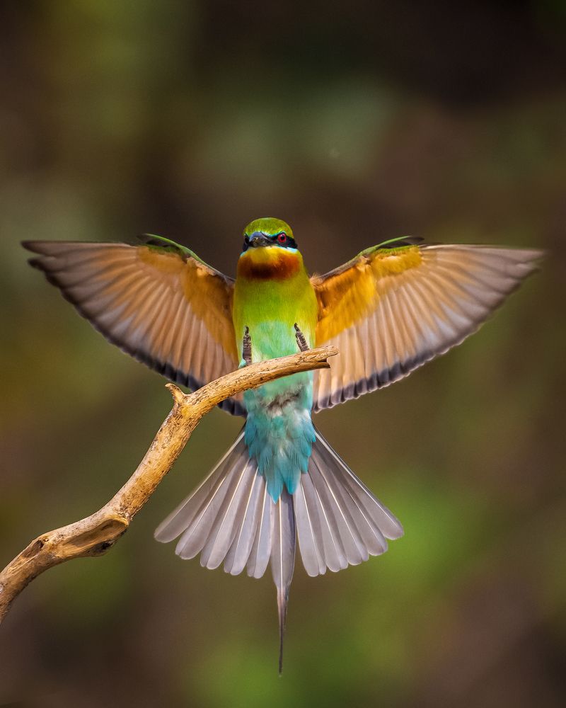 Photograph by Ethan Tanmoy