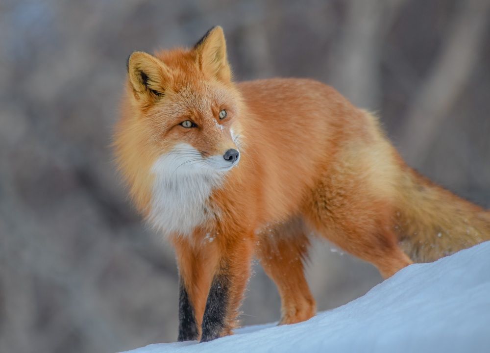 Photograph by Алексей Ознобихин