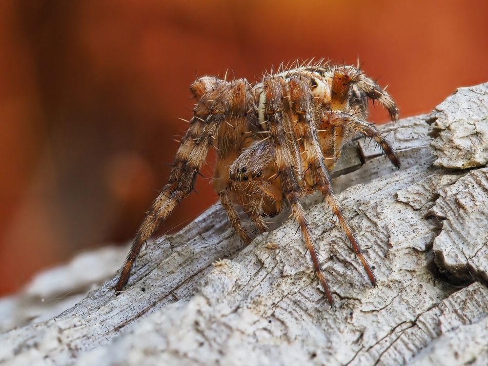 Photograph by Максим Кошелев