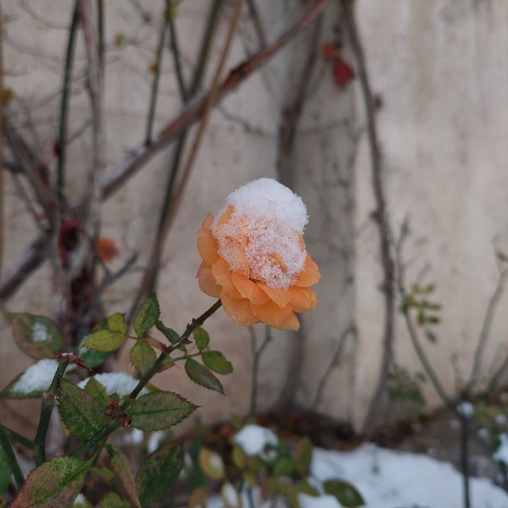 Photo #8907463