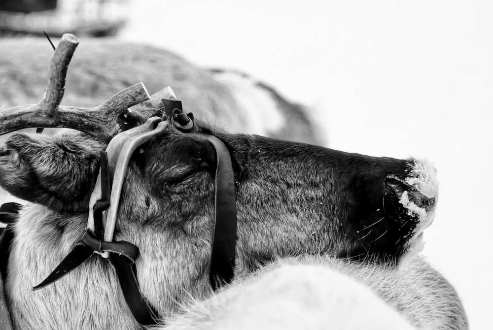 Photograph by Мария Шрейдер