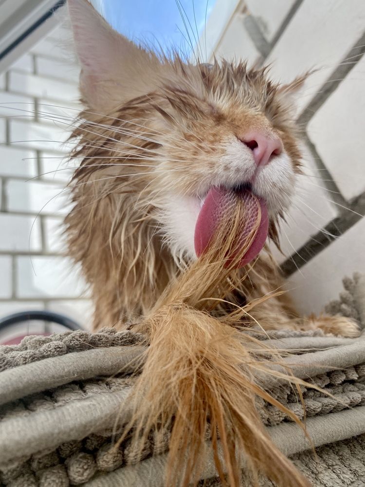 Фотография автора Светлана Королева