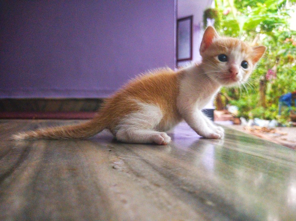 Photograph by Vaishnav K V