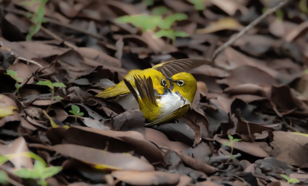 Фотография автора Ishan Vora