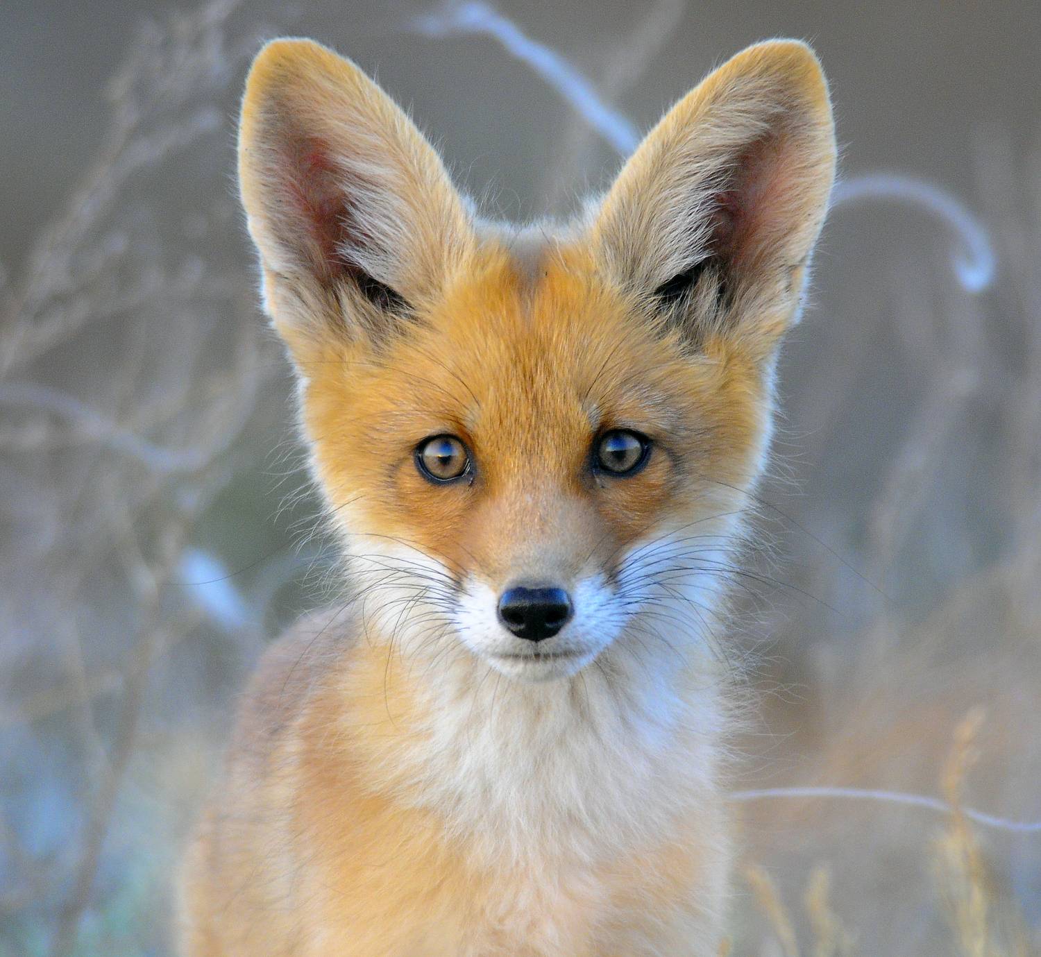 Любопытный лисёнок.