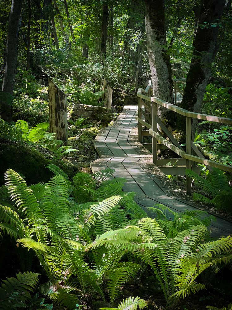 Эстонские джунгли