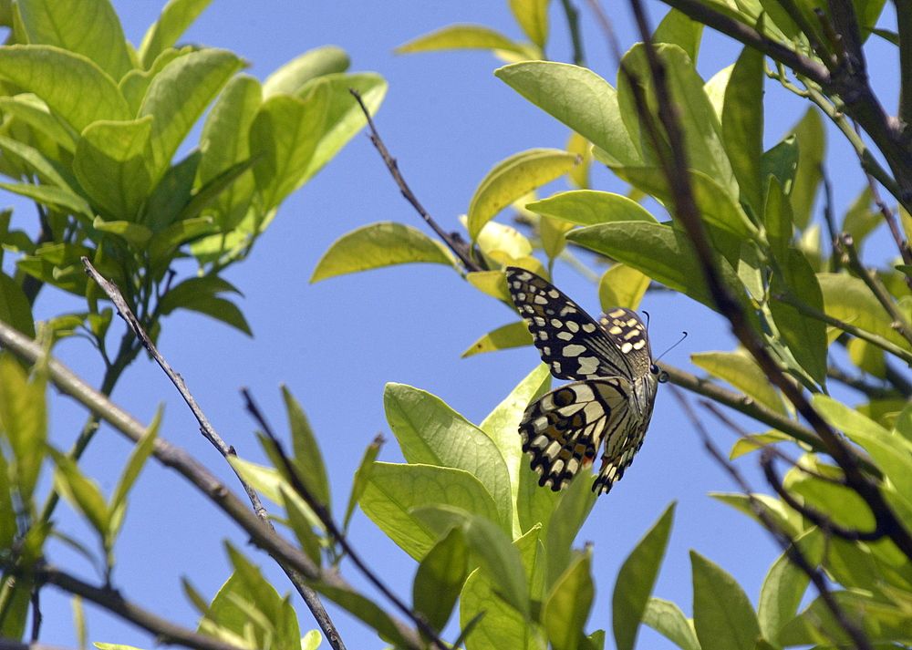 SPRING I FLUTTER IN MY WINGS