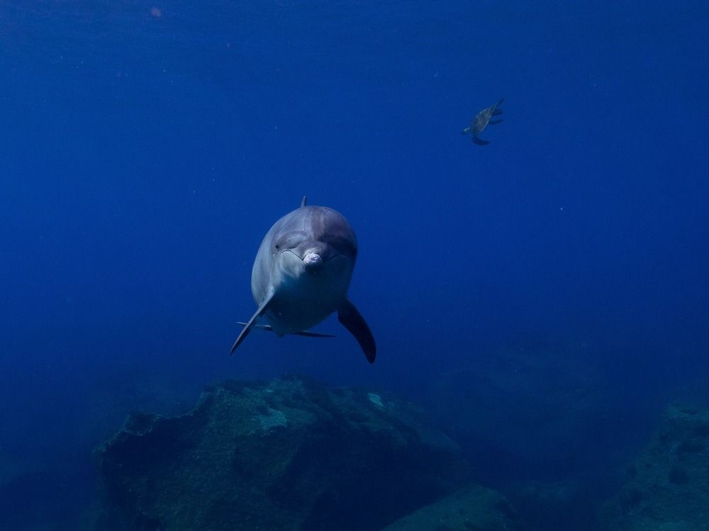 Photograph by Junya Higashi