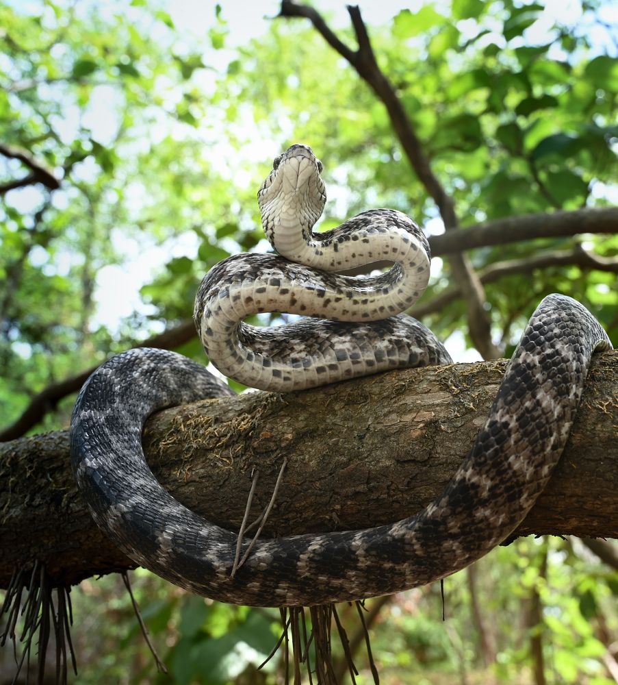 Forsten's Cat Snake