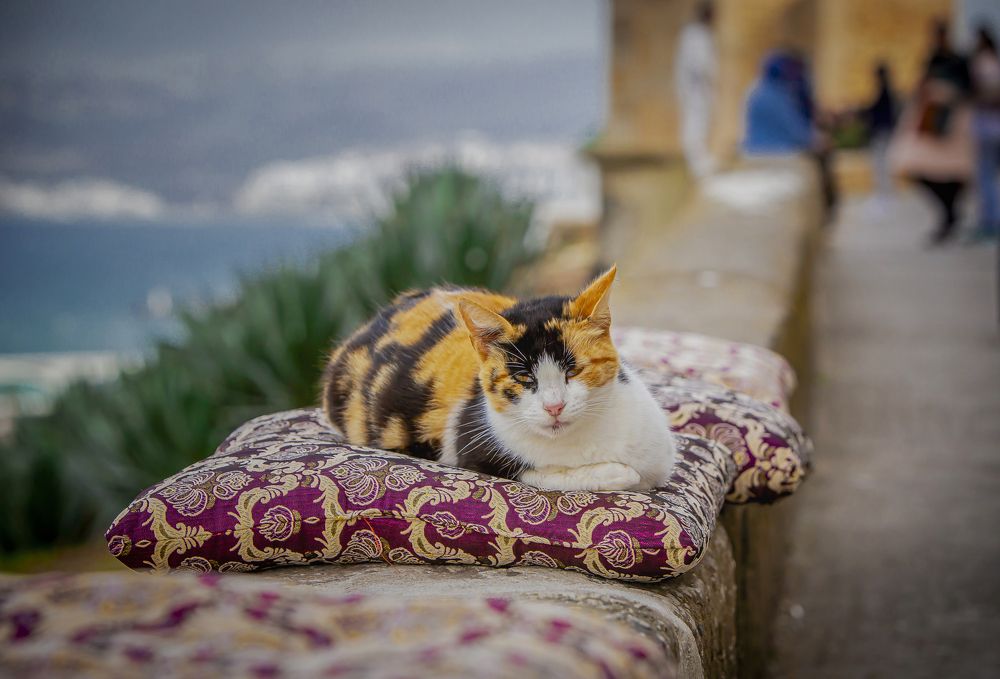 Living the happy life