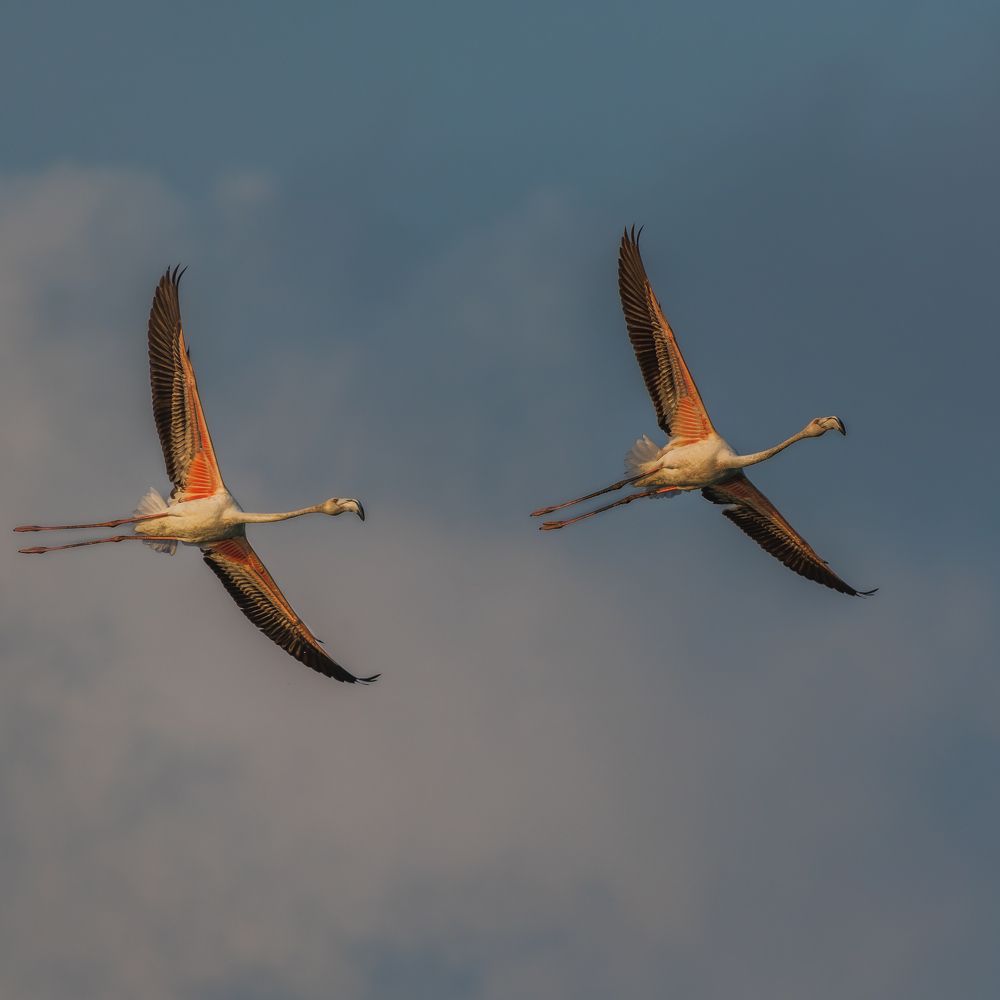 Photograph by Arnold Judson Samuel