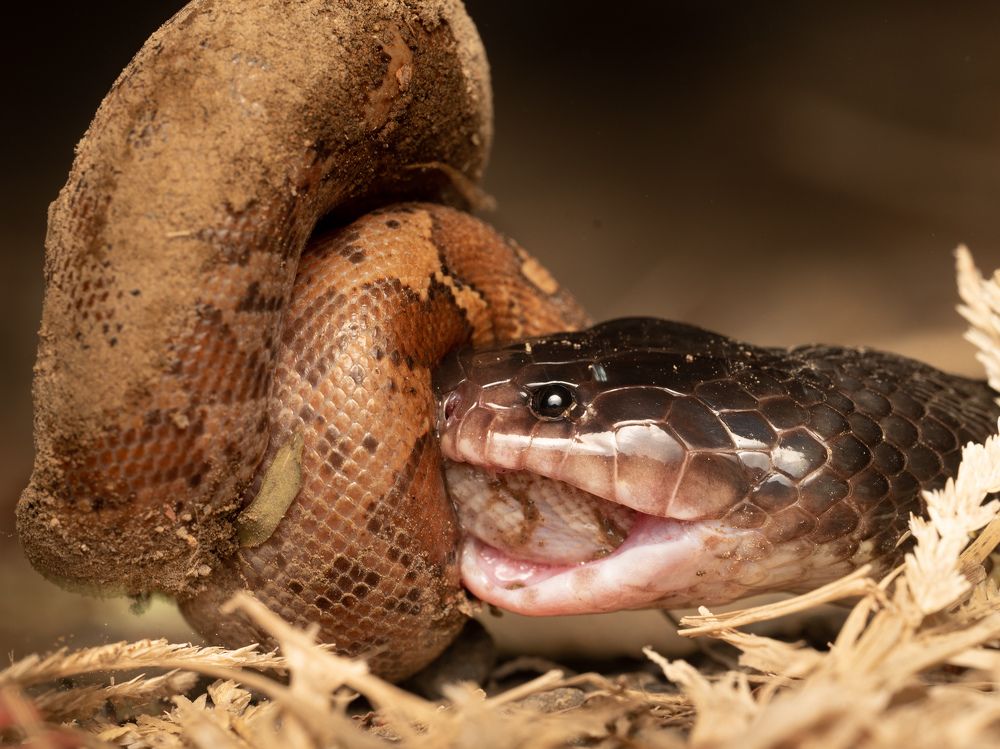 Common krait Snake feeding on Sand Boa Snake