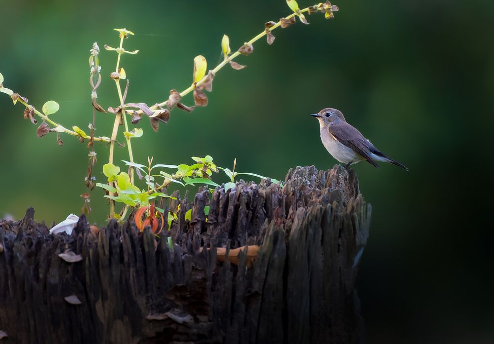 Photograph by Kamal Das
