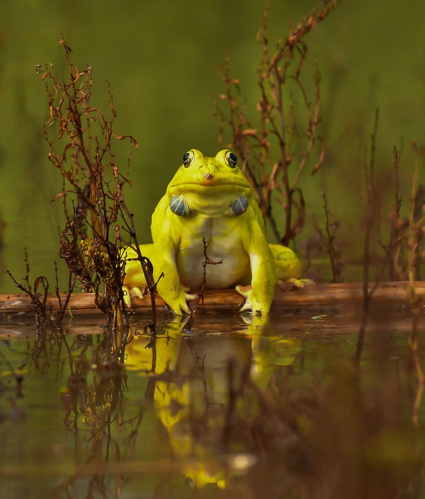 Photograph by Kshirod Sarkar