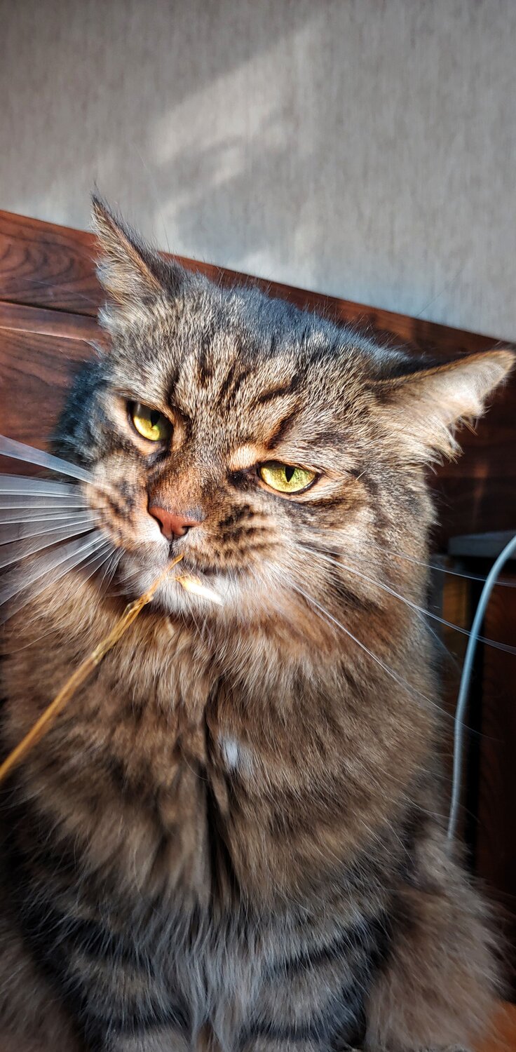 Photo #8908209
