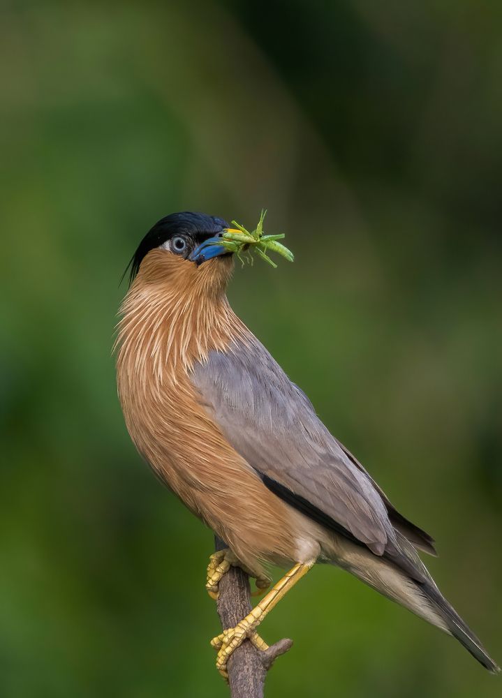 Photograph by Somenath Nandy